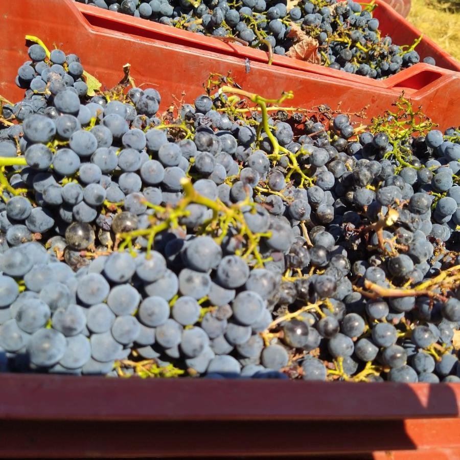 La Giribaldina Winery & Farmhouse Calamandrana Eksteriør bilde