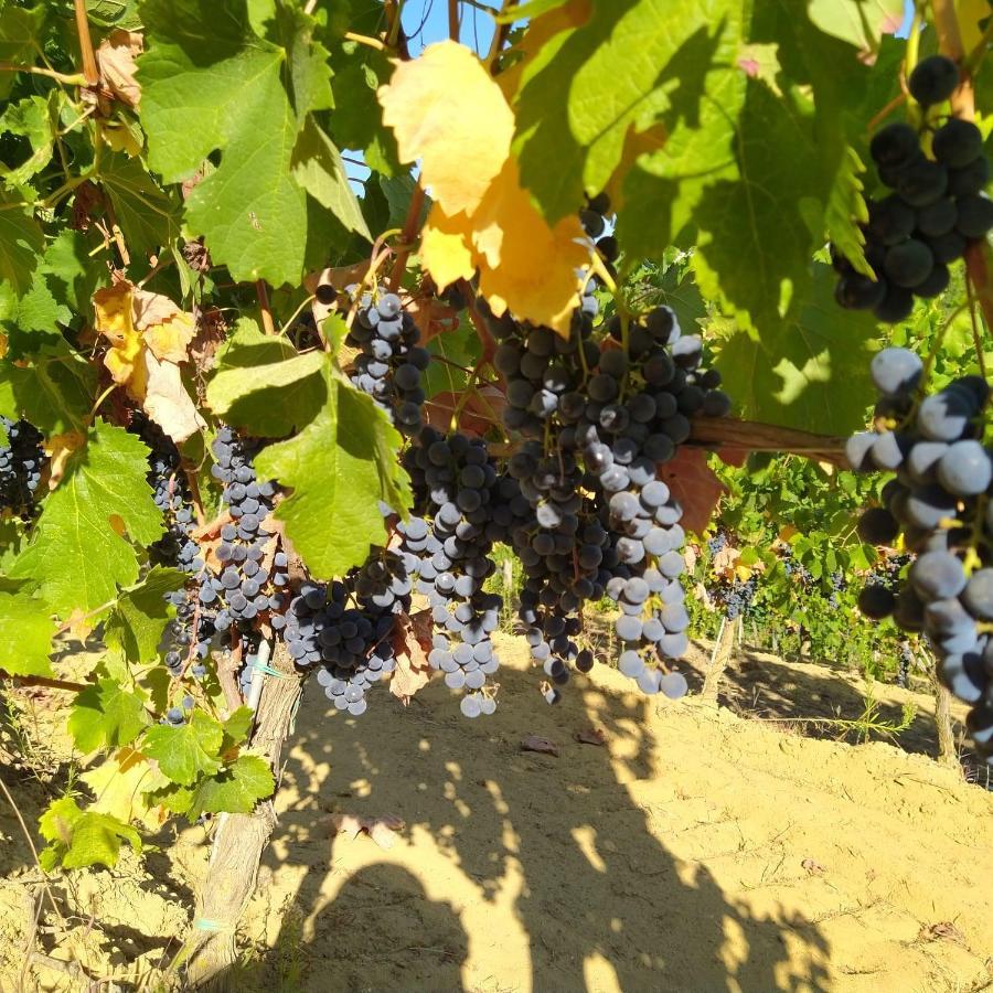 La Giribaldina Winery & Farmhouse Calamandrana Eksteriør bilde
